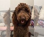 Small Photo #1 Goldendoodle Puppy For Sale in JENKS, OK, USA