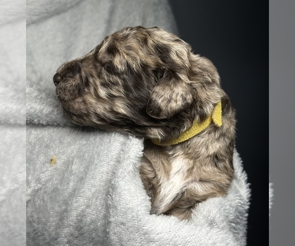 Medium Photo #27 Goldendoodle Puppy For Sale in HOWARD CITY, MI, USA