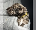 Small #2 Goldendoodle