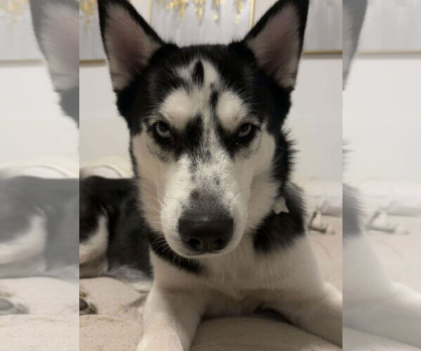 Medium Photo #3 Siberian Husky Puppy For Sale in Carrollton, TX, USA