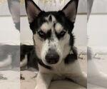 Small #2 Siberian Husky