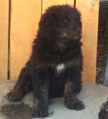 Bernedoodle Puppy for sale in ROME, PA, USA