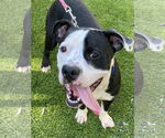 Small #2 American Bulldog