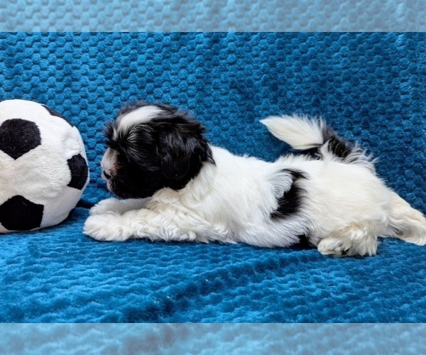 Medium Photo #6 Havanese Puppy For Sale in POST FALLS, ID, USA