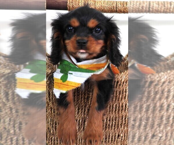 Medium Photo #5 Cavalier King Charles Spaniel Puppy For Sale in CARLISLE, KY, USA