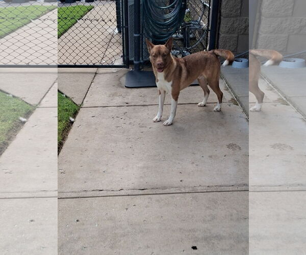 Medium Photo #2 American Pit Bull Terrier-Huskies  Mix Puppy For Sale in Munford, TN, USA