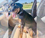 Small #1 Doberman Pinscher Mix