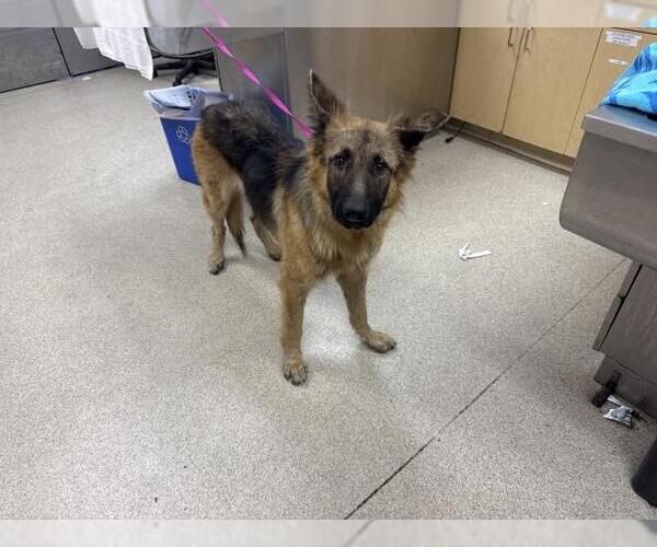 Medium Photo #1 German Shepherd Dog-Unknown Mix Puppy For Sale in Riverside, CA, USA