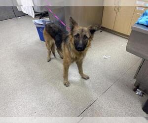 German Shepherd Dog-Unknown Mix Dogs for adoption in Riverside, CA, USA