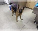 Small German Shepherd Dog Mix