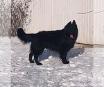 Small Photo #1 German Shepherd Dog Puppy For Sale in COUCH, MO, USA