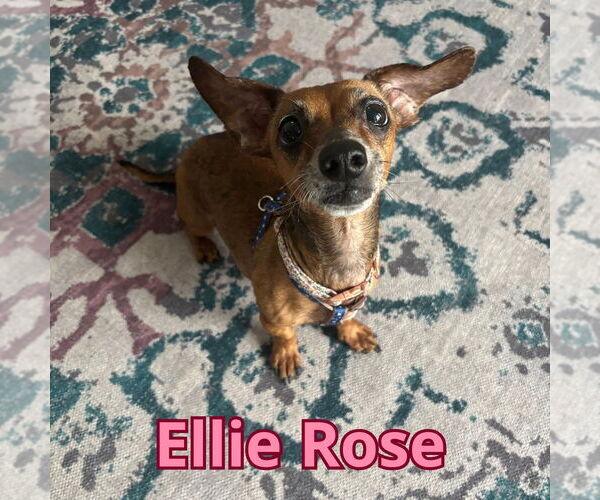Medium Photo #9 Dachshund Puppy For Sale in San Antonio, TX, USA