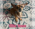 Small #8 Dachshund