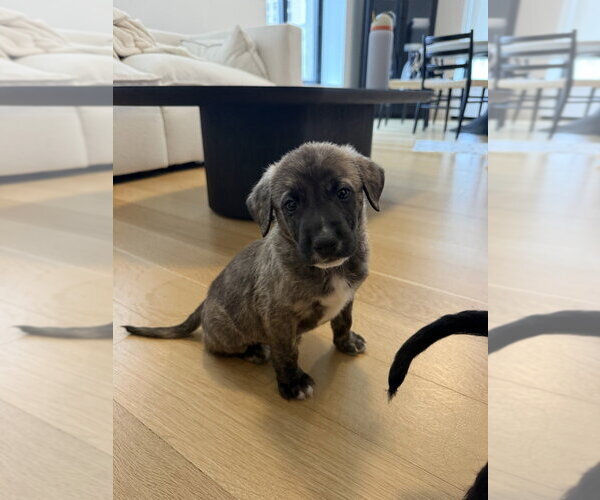 Medium Photo #2 Mutt Puppy For Sale in Brooklyn, NY, USA