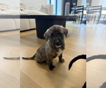 Small Photo #2 Mutt Puppy For Sale in Brooklyn, NY, USA
