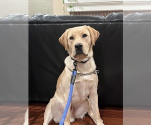 Father of the Labrador Retriever puppies born on 11/27/2025