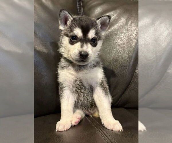 Medium Photo #1 Siberian Husky Puppy For Sale in Matawan, NJ, USA