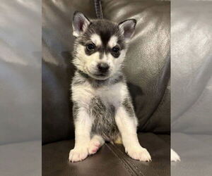Medium Siberian Husky