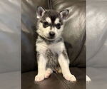 Small Siberian Husky