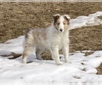 Small #3 Shetland Sheepdog