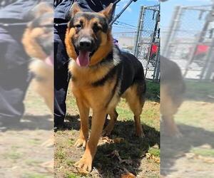 German Shepherd Dog Dogs for adoption in Downey, CA, USA