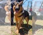 Small German Shepherd Dog