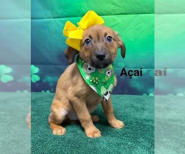 Medium Photo #1 Australian Shepherd-Unknown Mix Puppy For Sale in Springdale, PA, USA