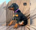 Small #1 Doberman Pinscher