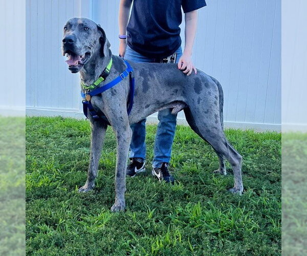Medium Photo #2 Great Dane Puppy For Sale in Boston, MA, USA