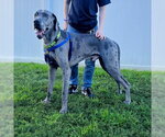 Small #1 Great Dane