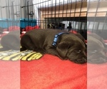 Small Photo #27 Labrador Retriever Puppy For Sale in CLEARWATER, FL, USA