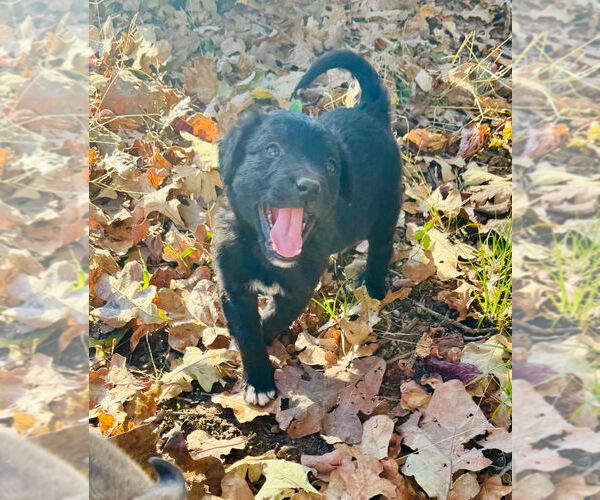 Medium Photo #2 Aussie Pyrenees Puppy For Sale in Claremore, OK, USA
