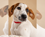 Small Pointer Mix