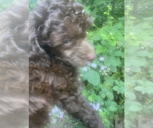 Poodle (Miniature) Dog for Adoption in VENETA, Oregon USA