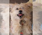 Small Photo #17 Mutt Puppy For Sale in Philadelphia, PA, USA