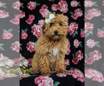 Small Photo #2 Poodle (Toy) Puppy For Sale in QUARRYVILLE, PA, USA