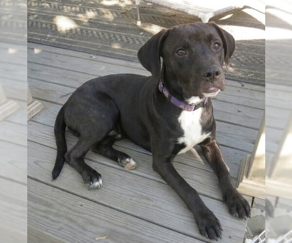 Medium Photo #3 Boxador Puppy For Sale in Grovertown, IN, USA
