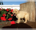 Small Photo #12 Golden Retriever Puppy For Sale in SUGARCREEK, OH, USA