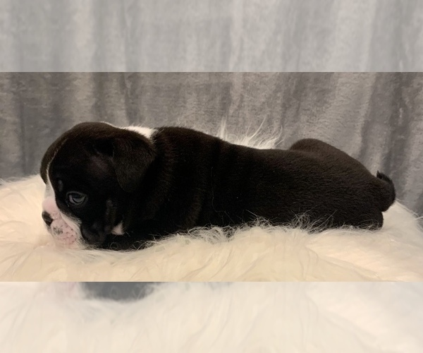 Medium Photo #7 Bulldog Puppy For Sale in JACKSONVILLE, FL, USA