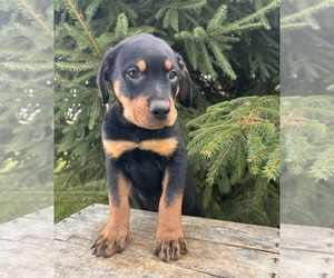 Rottweiler Puppy for sale in MIDDLEBURY, IN, USA