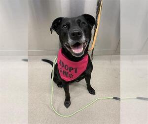 American Pit Bull Terrier-Labrador Retriever Mix Dogs for adoption in Fairbanks, AK, USA