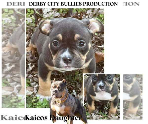 Medium Photo #27 American Bully Puppy For Sale in BOLIVAR, MO, USA