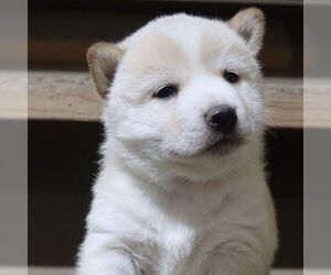 Shiba Inu Puppy for sale in CHARLES CITY, IA, USA