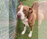 Small #1 American Pit Bull Terrier Mix