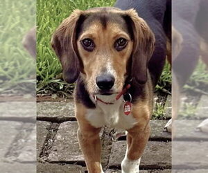 Beagle Dogs for adoption in Dunnellon, FL, USA