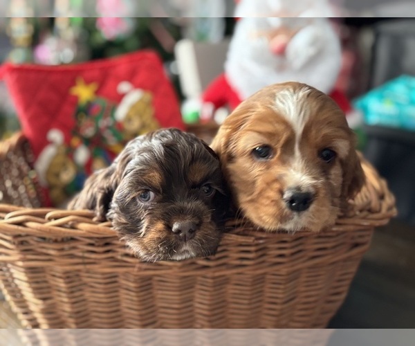 Medium Photo #1 Cocker Spaniel Puppy For Sale in COLBERT, GA, USA