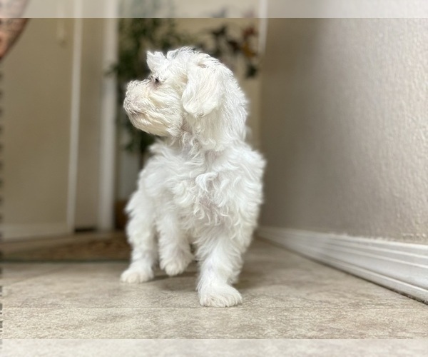 Medium Photo #5 Maltese Puppy For Sale in TUCSON, AZ, USA