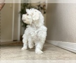 Small #4 Maltese