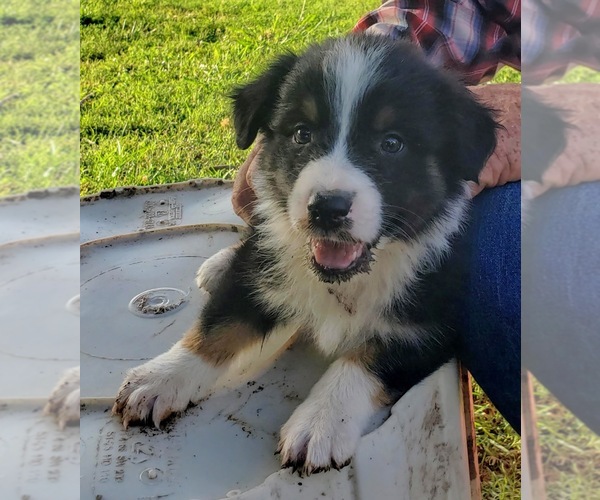 Medium Photo #1 Australian Shepherd Puppy For Sale in SALLISAW, OK, USA