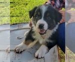 Small Photo #1 Australian Shepherd Puppy For Sale in SALLISAW, OK, USA